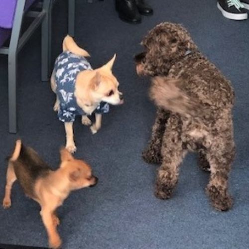 dog 3